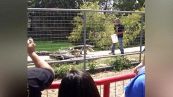 Brividi allo zoo: l'alligatore s'avvicina al guardiano e...