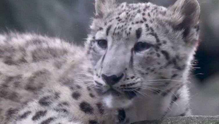 Vi piacerebbe vedere un rarissimo cucciolo di leopardo?
