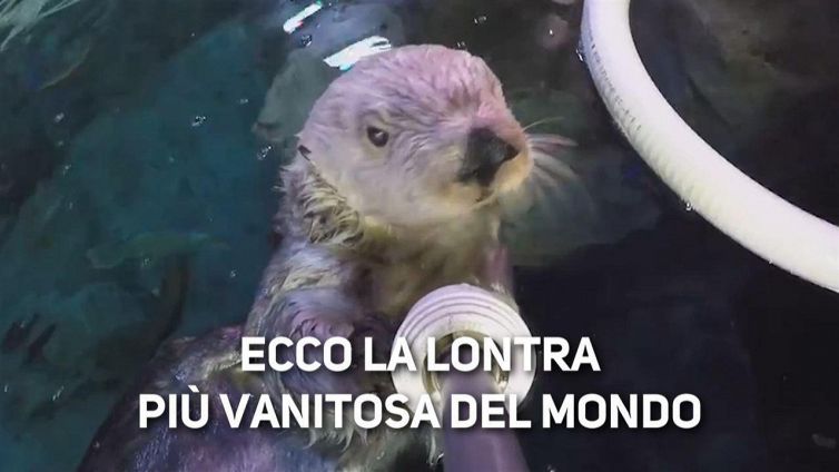Hai mai visto una lontra che usa un selfie-stick?