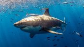 Paura nell'Adriatico: avvistato uno squalo di 7 metri
