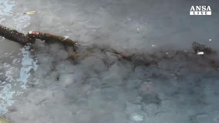 Milioni di meduse sulle coste della Crimea