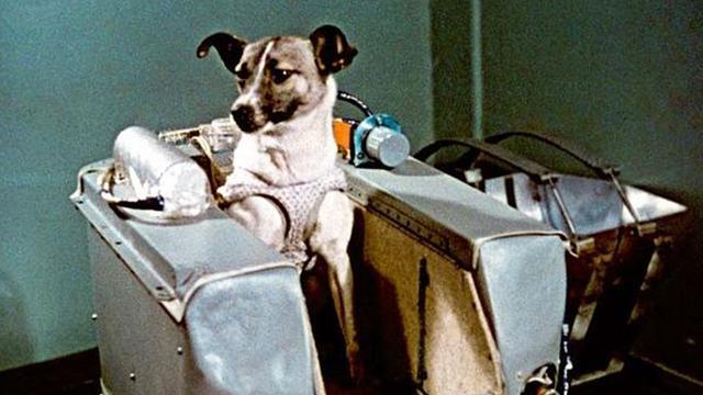 La triste storia di Laika, il primo essere vivente nello spazio