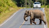 Paura in strada: terrificante incidente con l'elefante