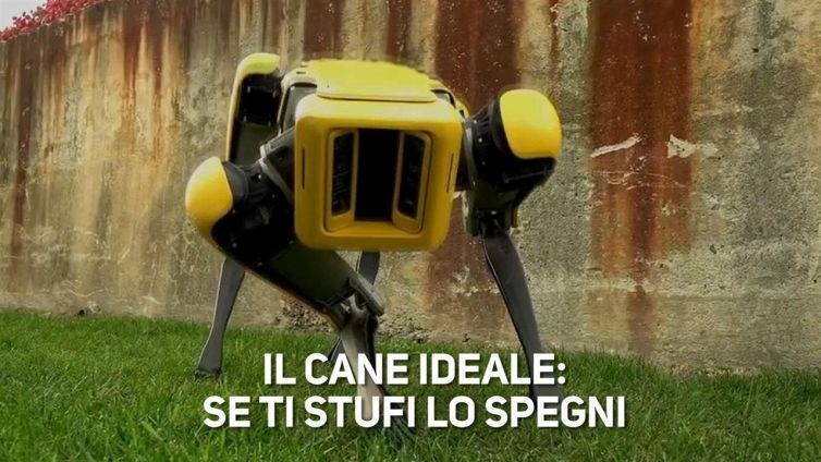 Il cane ideale? All'occorrenza si spegne