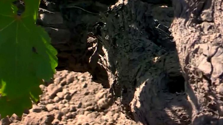 24 novembre: Lo zibibbo di Pantelleria patrimonio dell'umanità