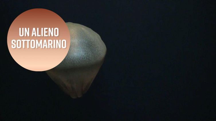 Alla scoperta delle profondità dell'oceano