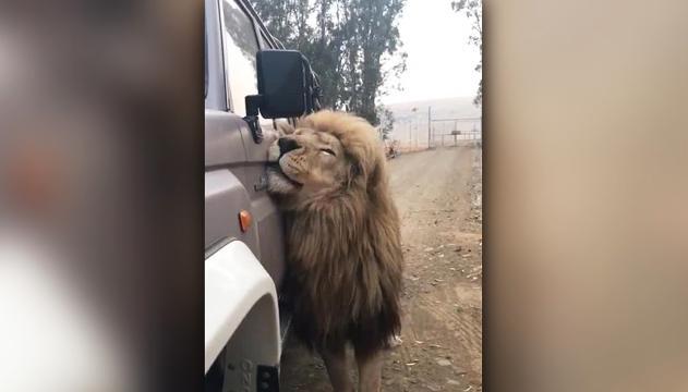 Il leone prima fa le fusa alla jeep, poi accade l'imprevedibile