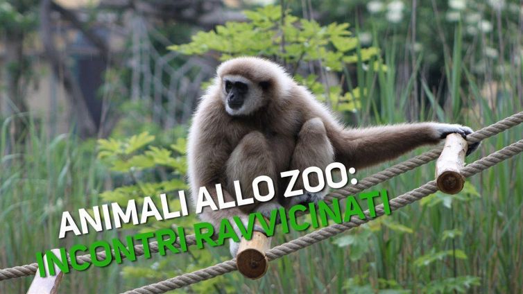 Mai così vicino ad un gibbone!
