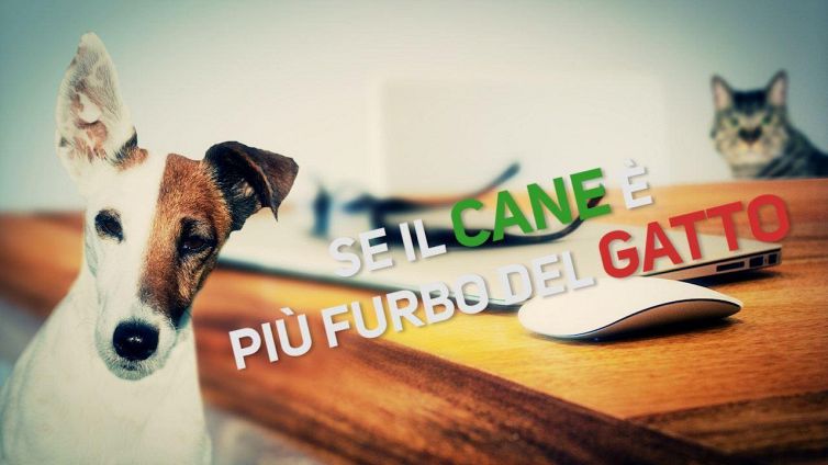 Cane e gatto: a legarli per sempre è...