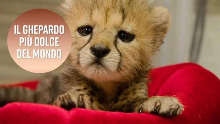 Il mini ghepardo di San Diego