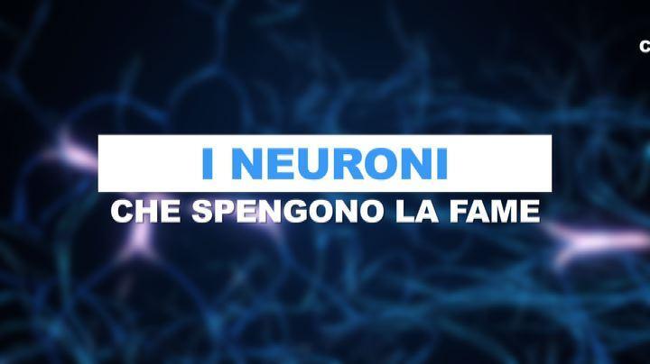 Scoperti i neuroni che spengono la fame