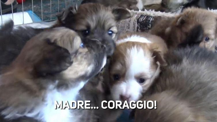 Commovente storia: orfani... per due giorni