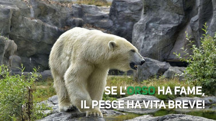 Orsi polari a caccia... di pesce!