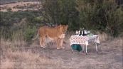 Paura al safari: leoni interrompono il picnic