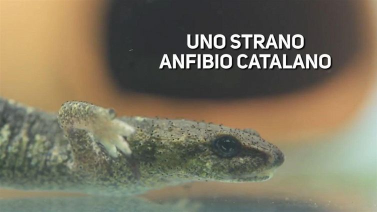 Questo raro anfibio sta per diventare... indipendente