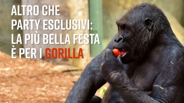 Zoo in subbuglio: è il compleanno delle scimmie!
