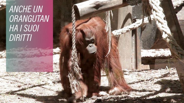 Diritti degli animali: un orangutan in tribunale