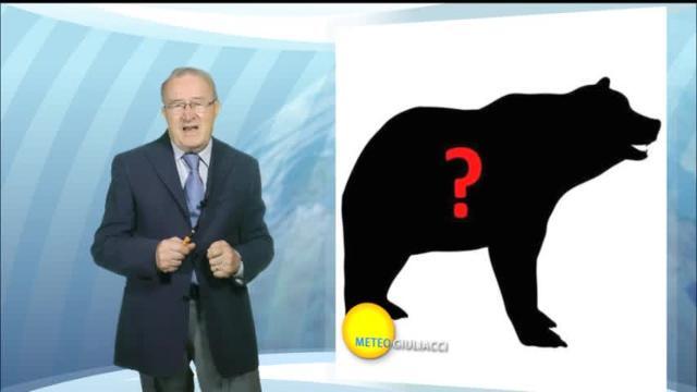 Di che colore è l'orso?