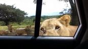 Safari da brividi: il leone apre la portiera dell'auto e...