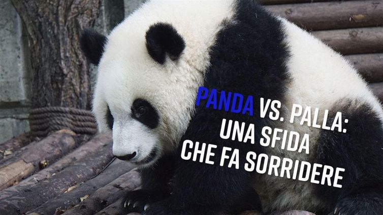 Giocare a palla? Per un panda non è semplice...