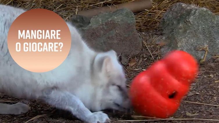 Come si fa a stimolare gli animali in cattività?