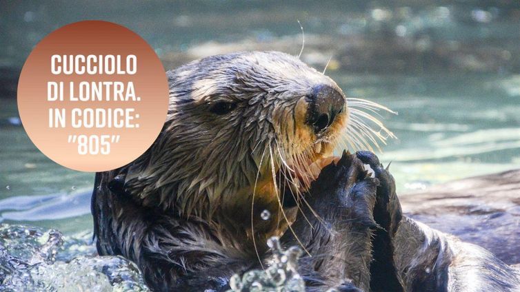 Il nome più bizzarro per una lontra è...