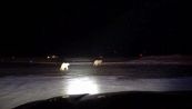 Problemi da decollo: orsi polari sulla pista dell'aeroporto