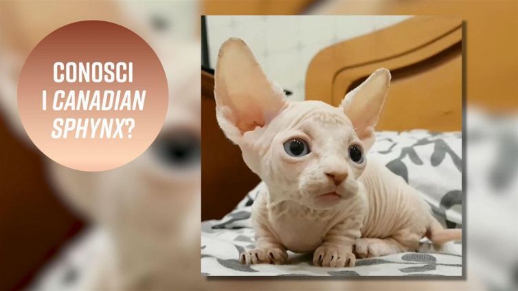 Hai mai visto un gatto 'nudo'?