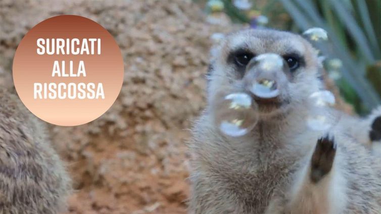 Come reagiscono i suricati alle bolle di sapone?