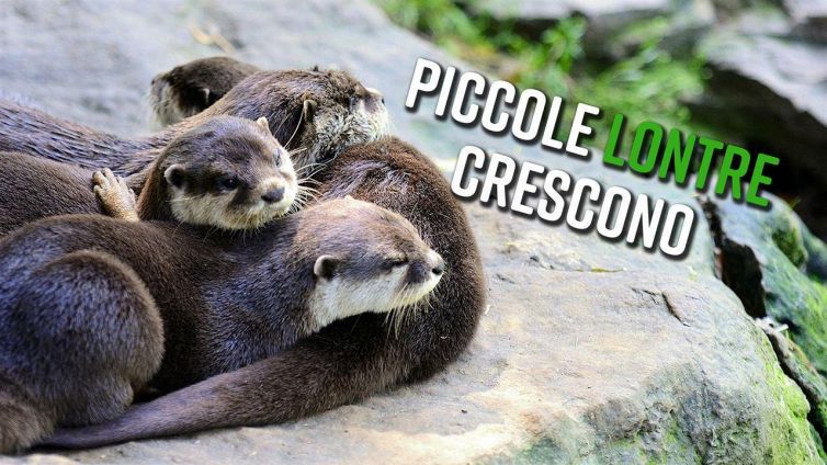 Cuccioli di lontra escono allo scoperto