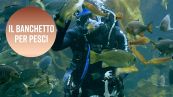 'Pranzo marino' all'acquario con squali e altri pesci