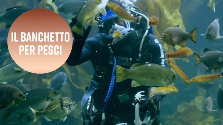 'Pranzo marino' all'acquario con squali e altri pesci