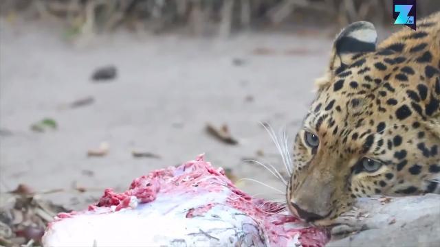 Faccia a faccia con un leopardo