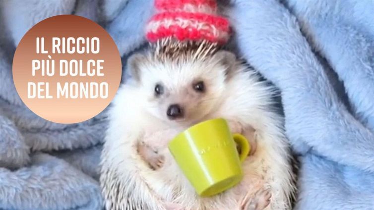 Il riccio-modello più dolce del Giappone