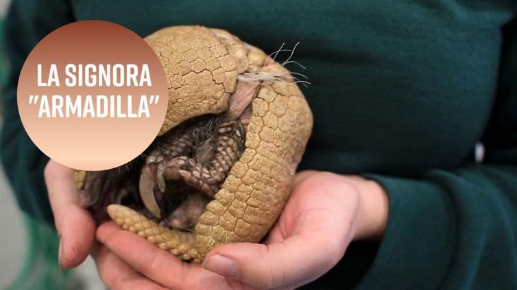 Un armadillo speciale dal veterinario