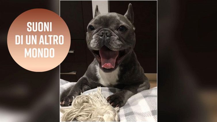 Il cagnolino con 10.000 follower su Instagram