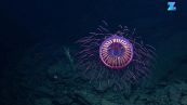 La meravigliosa medusa degli abissi