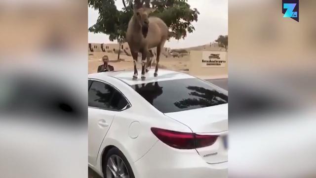 Hai fame? Salta sul tetto!