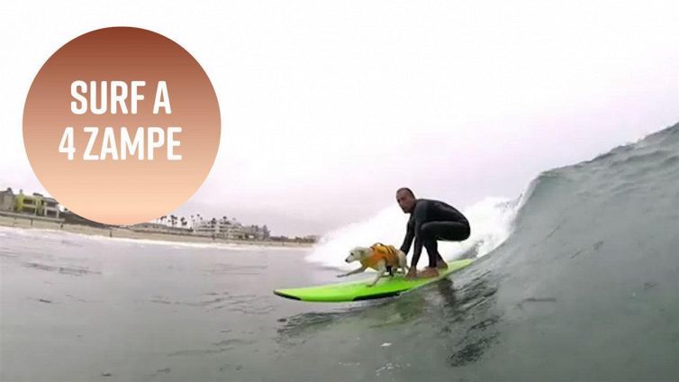 Surf a 4 zampe... Possibile?
