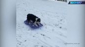 Mai visto un cane che ama scivolare sulla neve?