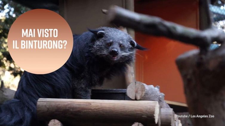 No, non è un gatto né un orso: è un 'binturong'!