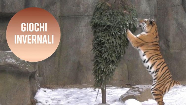 Come si fa a stimolare la curiosità degli animali?
