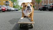 Il cane che si allena sullo skateboard