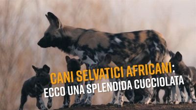 Nuovi ospiti allo zoo: ecco i piccoli di licaone
