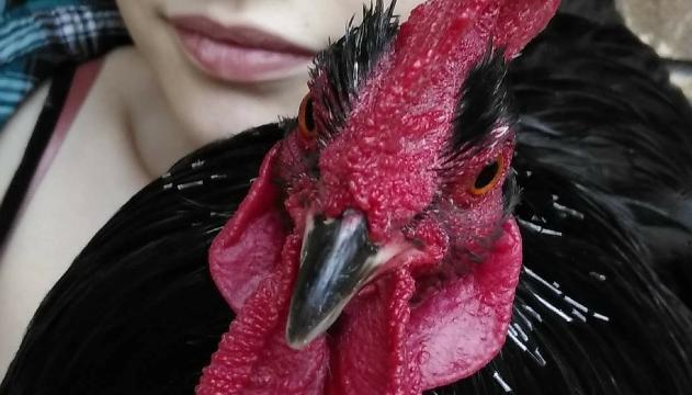 Frog, il gallo che crede di essere un cane