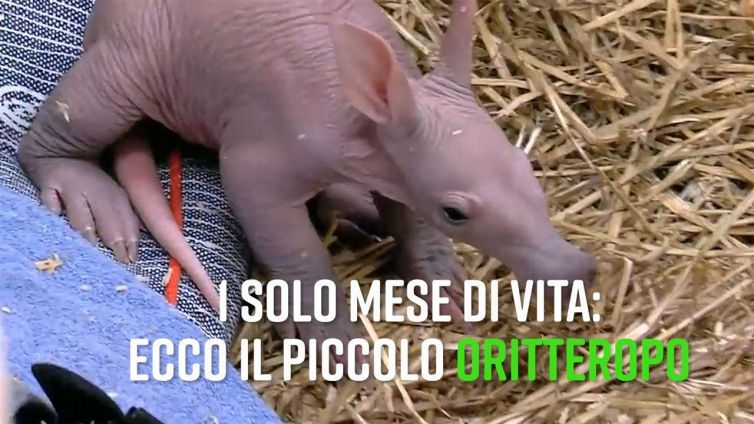 Oritteropo: c'è un cucciolo allo zoo di Cincinnati