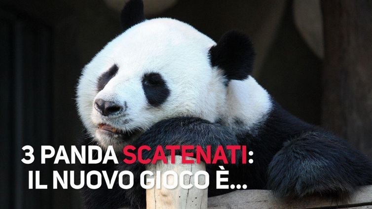 Una lotta tra panda... davvero 'polare'!