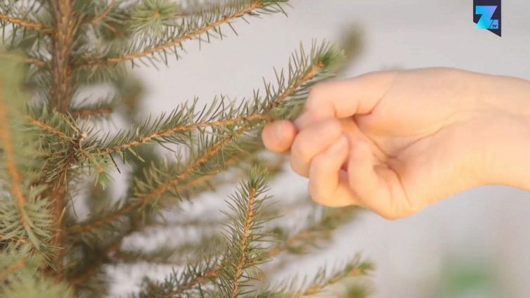 Non buttate l'albero di Natale: bevetelo!