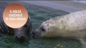 Un cucciolo di foca grigia impara a nuotare