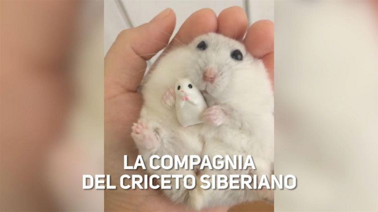 Un criceto come antistress? Provare per credere